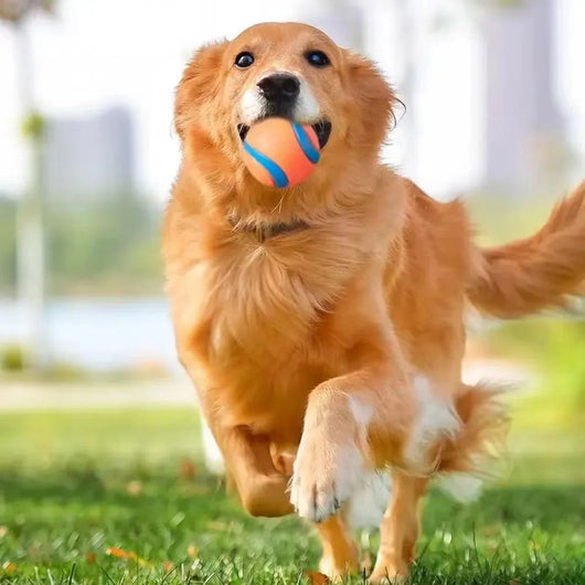 Pelota de Juego Resistente para Perros - Juguete Elástico para Traer y Masticar - Image 6