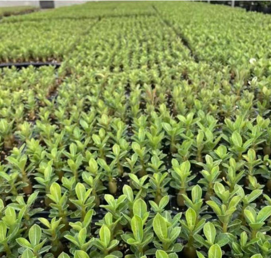 Rosal del Desierto en Maceta - Flores Perennes de Cuatro Estaciones - Image 11