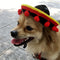 Sombreros de Perrito Hot Dog para Mascotas