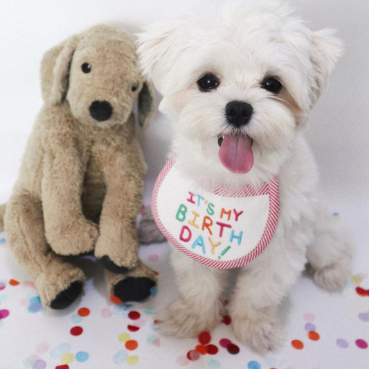 Babero Bordado para Mascotas - Pañuelo Absorbente para Perros y Gatos