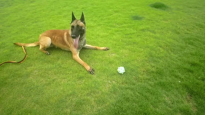 Juguete Pelota Interactiva para Perros - Limpieza Dental, Entrenamiento Mental y Alivio del Estrés - Image 10