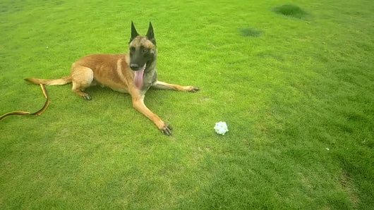 Juguete Pelota Interactiva para Perros - Limpieza Dental, Entrenamiento Mental y Alivio del Estrés - Image 10