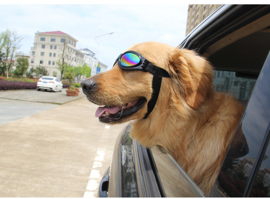 Gafas de Sol Plegables para Perros Medianos - Protección UV Impermeable - Image 12