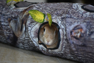 Túnel de Juego con Patrón de Árbol para Gatos y Perros - Image 14