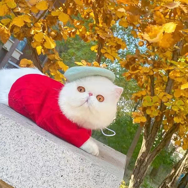 Colección Transpirable Primavera-Verano para Mascotas
