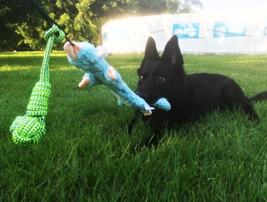 Vara Extensible de Adiestramiento para Perros con Diseño Divertido - Image 20