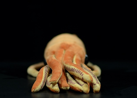 Peluche Realista de Sepia - Juguete Educativo de Animales Marinos - Image 12