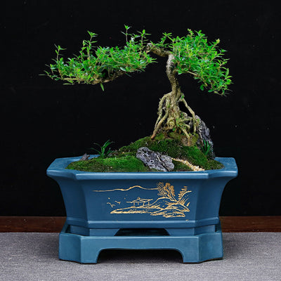 Maceta de Arena Púrpura Rectangular con Base para Bonsái, Orquídeas y Plantas de Interior - Image 2