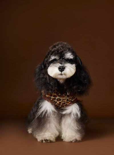 Suéter Tipo Hoodie sin Mangas Estampado Leopardo para Perros Bichon Schnauzer Yorkshire - Image 10