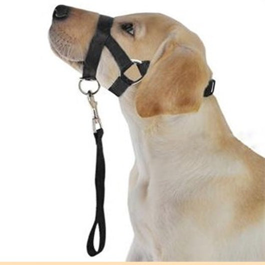 Correa Anti-Jalones para Perros - Control Profesional de Tracción - Image 17
