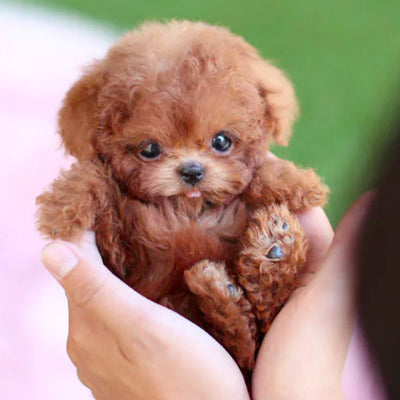 Cachorro Robot de Peluche Suave - Image 4