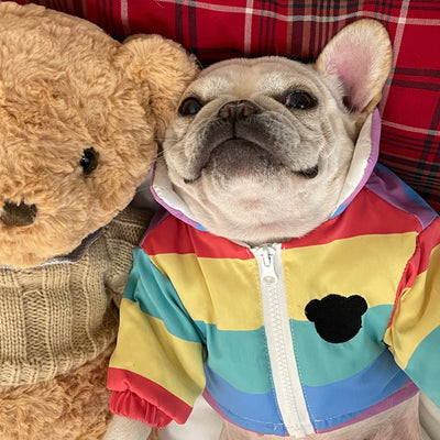 Ropa para Mascotas - Abrigo Estilo Pelea para Pug, Schnauzer y Teddy - Image 4