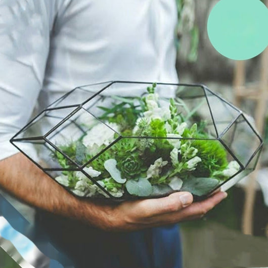 Jardín en Miniatura de Suculentas en Caja de Cristal - Ecosistema Eterno