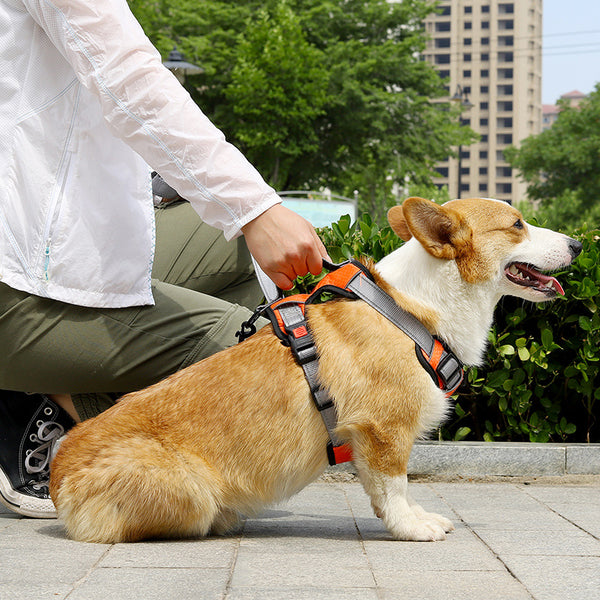 Arnés Chaleco para Perro con Cuerda de Sostén Manual