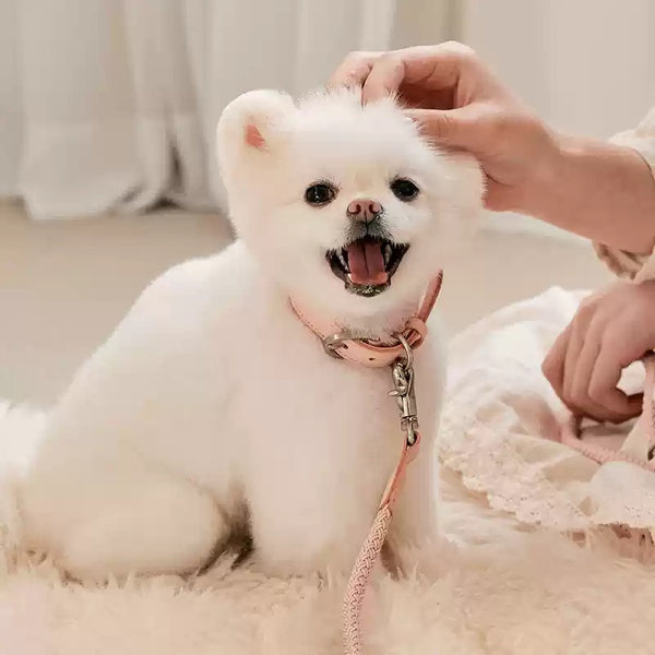 Collar y Correa de Cuero para Perros Pequeños y Medianos