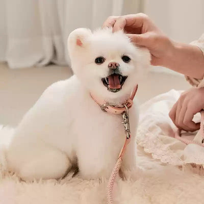 Collar y Correa de Cuero para Perros Pequeños y Medianos