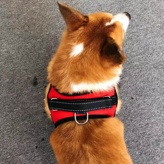Arnés Chaleco para Perros Pequeños con Cuerda de Seguridad - Image 8
