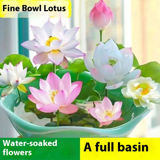 Maceta Lotus Autorriego con Plantas Hidropónicas Vivas - Image 3