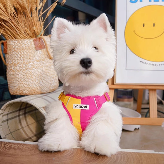 Arnés Reflectante para Perro con Cuerda de Colores y Diseño Adorable - Image 10
