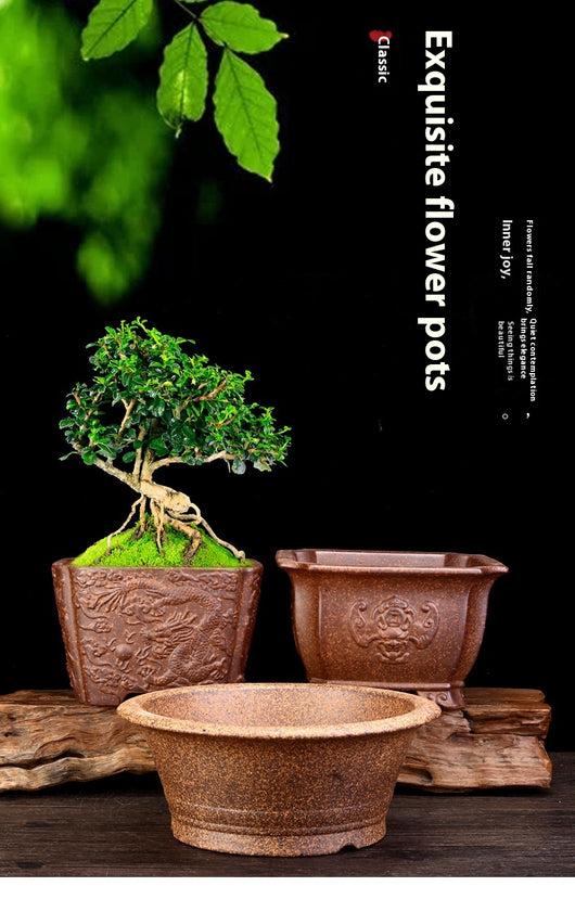 Maceta de Cerámica Refractaria para Orquídeas, Clivias y Plantas Verdes - Image 10
