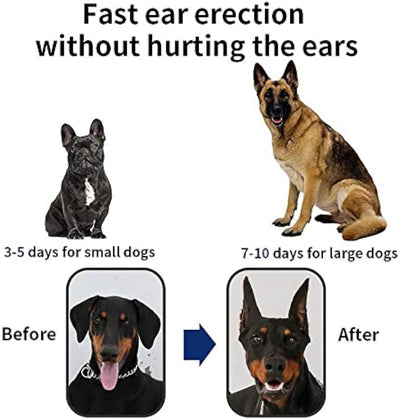 Corrector de Orejas para Perros - Soporte Adhesivo para Orejas Erguidas - Image 14