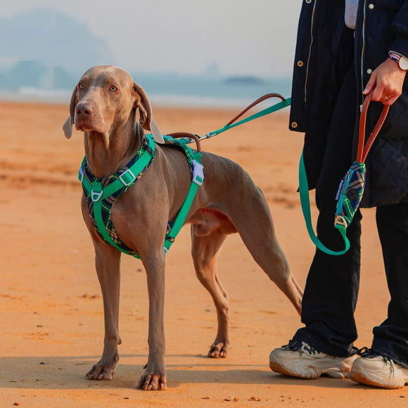 Arnés de Pecho para Perros con Correa de Fácil Colocación