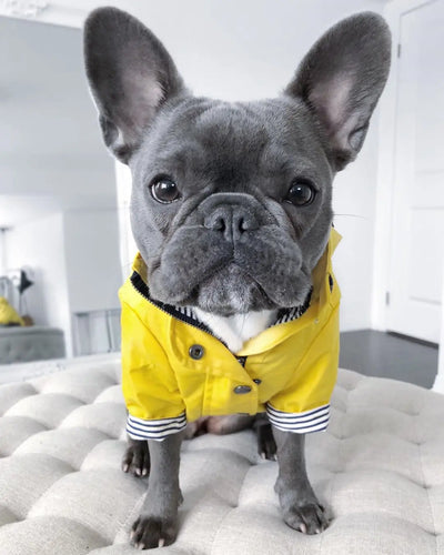 Impermeable para Perros - Abrigo Protector Contra Lluvia - Image 17