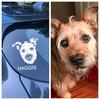 Calcomanía Personalizada para Auto con Foto de tu Mascota - Image 6