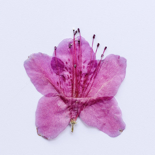 Adorno de Flor de Azalea Deshidratada - Image 5