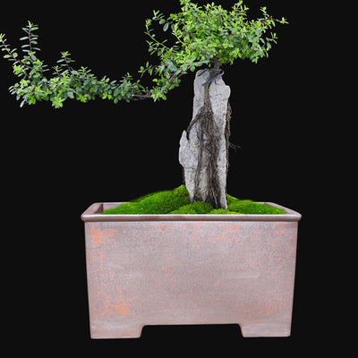 Maceta Cuadrada Grande de Cerámica Yixing para Bonsái y Plantas Leñosas