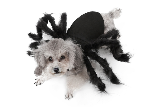 Disfraz de Araña Terrorífica para Mascotas - Traje Interactivo para Perros y Gatos - Image 3