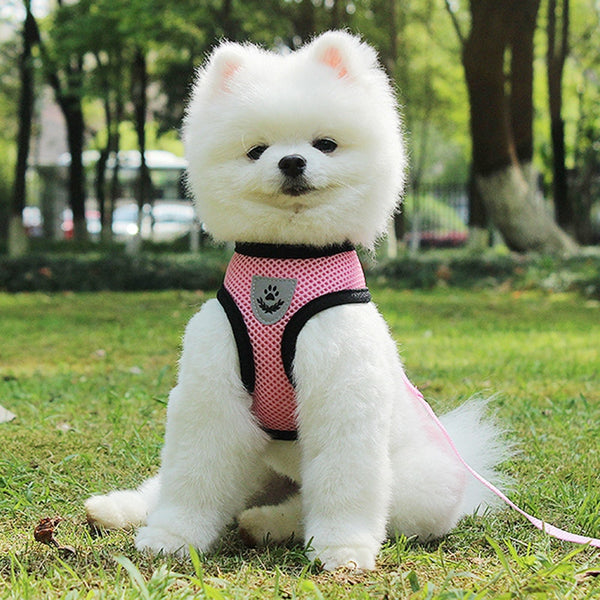 Arnés de Seguridad para Mascotas en Auto