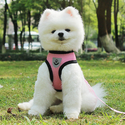 Arnés de Seguridad para Mascotas en Auto