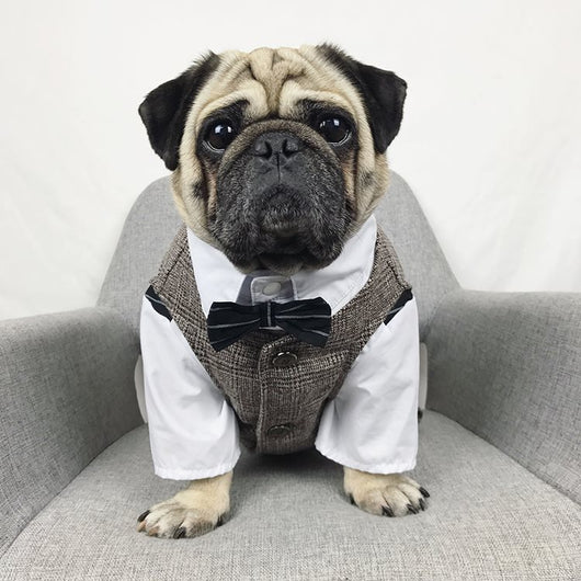 Traje de Boda para Mascotas - Image 3
