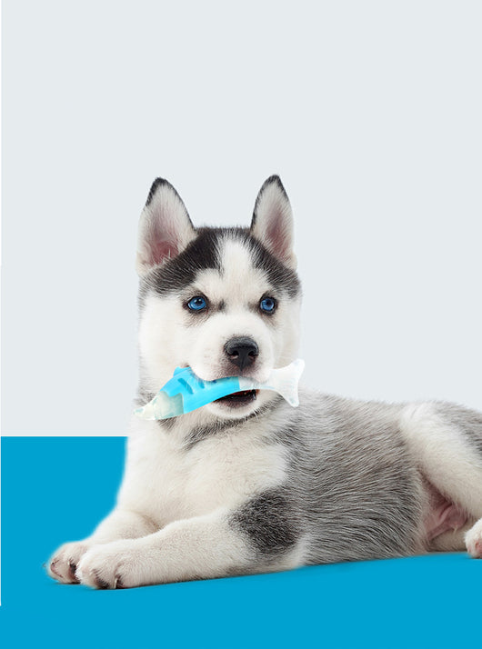 Set Combinado de Juguetes Masticables para Perros - Caballo de Mar, Atún y Goma PU - Image 8