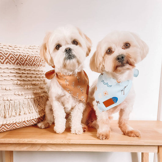 Babero Estampado para Perros Fashion Pet
