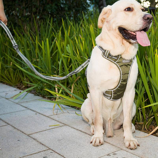 Correa Retráctil Antiexplosión para Perros con Luz Fluorescente