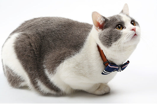 Corbata para Mascotas - Image 3