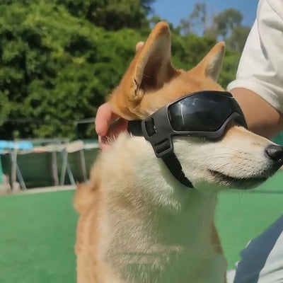 Gafas de Protección UV para Mascotas y Perros - Image 7