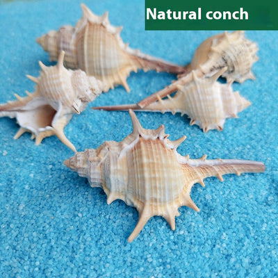 Concha Natural Decorativa 5-9cm para Acuarios y Paisajes en Miniatura