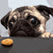 Pintura por Números - Perro