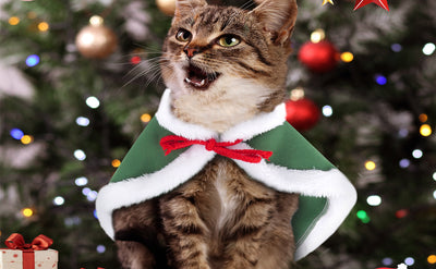 Capa Navideña para Gatos con Sombrero de Estrellas de Terciopelo - Image 15