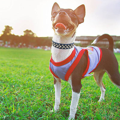 Collar para Mascotas con Remaches - Image 2