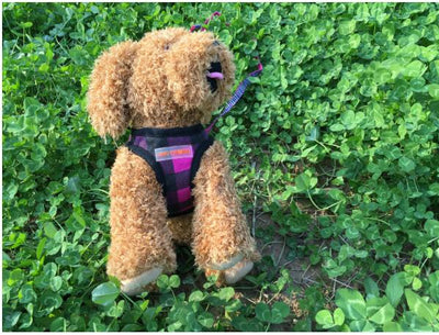 Chaleco de Senderismo para Perros con Protección de Pecho - Image 9