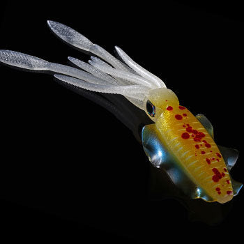 Cebo Artificial Calamar Bioluminiscente 20cm - Image 10