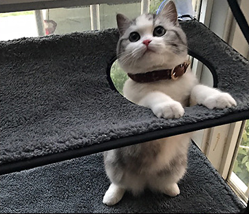 Cama Hamaca para Gato de Ventana con Ventosas de Alta Succión - Image 5