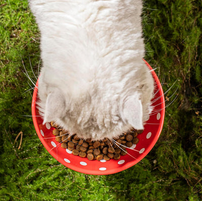 Comedero Elevado para Gatos con Diseño de Lunares y Cerámica Segura - Image 8
