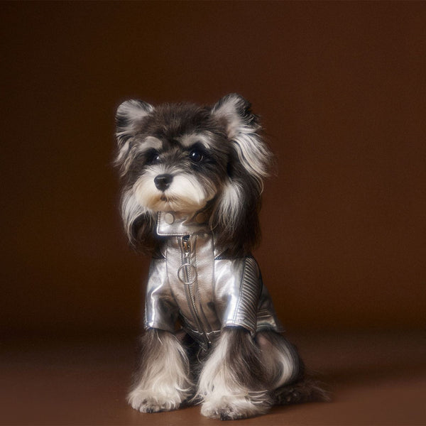 Chaqueta de Cuero Plateado Desgastado Teddy Schnauzer Bichon