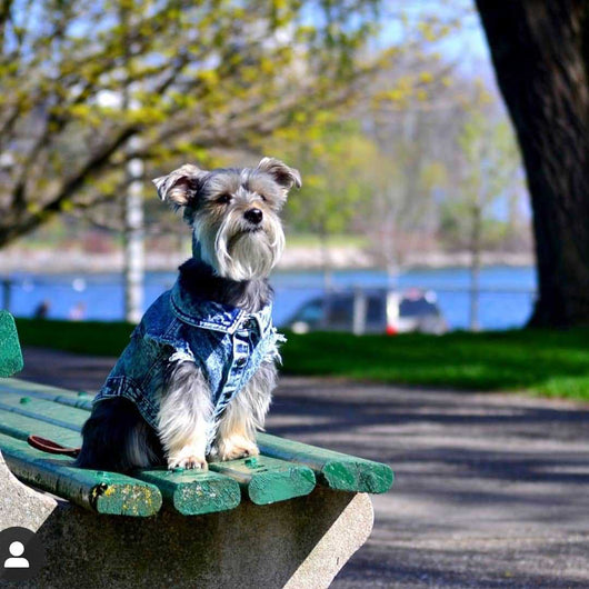 Chaqueta de Mezclilla Lavada para Perros - Ropa Cómoda y Elegante - Image 12