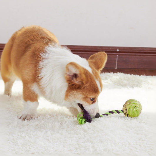 Juguetes de Cuerda con Nudos para Perros - Juego Interactivo de Tracción - Image 2
